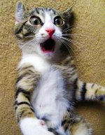 surprised-shocked-animals-funny-32__700.jpg