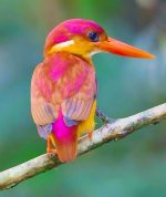 Oriental dwarf kingfisher (3).jpg