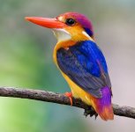 Oriental Dwarf Kingfisher - Indian Subcontinent and Southeast Asia.jpg