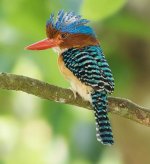 Banded kingfisher - Myanmar, Thailand, Cambodia, Vietnam, Laos, Malaysia, Sumatra, Java and Br...jpg