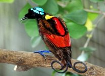 Wilson's bird-of-paradise - rainforests of Waigeo and Batanta Islands off West Papua.jpg