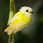 Leucistic Pale yellow Robin - Australia.jpg