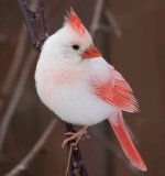 White Cardinal - North and South America (very rare).jpg