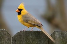 Yellow cardinal (rare).jpg