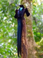 Black Sicklebill - most of central New Guinea and the Vogelkop region to the northwest in mont...jpg