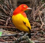 Flame Bowerbird - southern New Guinea.jpg