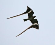 Pennant-winged-Nightjar.jpg