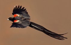 Long-tailed widowbird -.jpg