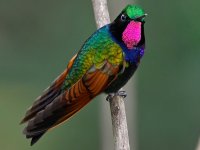 Garnet-throated hummingbird.jpg