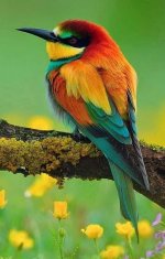 European bee-eater.jpg