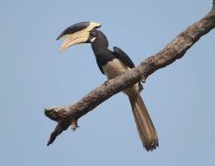 Malabar pied hornbill - Central and Eastern India, along the Western Ghats, and in Sri Lanka.jpg