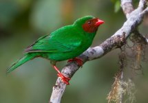 Grass-green tanager - subtropical and temperate forests in the Andes of Colombia, Ecuador, Bol...jpg