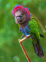 Red-fan parrot (Amazon Rainforest).jpg