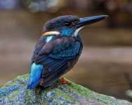 Blue-banded kingfisher.jpg