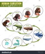 stock-vector-human-evolution-infographics-with-development-stages-from-single-cell-to-homo-sap...jpg